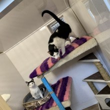 Cattery | Charnwood House Kennels Ltd