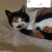 Cattery | Marton | Charnwood House Kennels Ltd