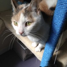 Cattery | Marton | Charnwood House Kennels Ltd