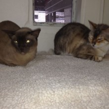 Cattery | Marton | Charnwood House Kennels Ltd