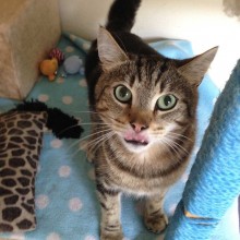 Cattery | Marton | Charnwood House Kennels Ltd