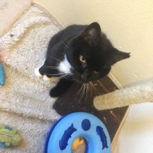 Cattery | Marton | Charnwood House Kennels Ltd