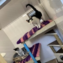 Cattery | Charnwood House Kennels Ltd