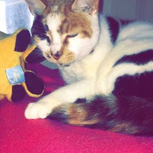 Cattery | Marton | Charnwood House Kennels Ltd