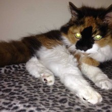 Cattery | Marton | Charnwood House Kennels Ltd