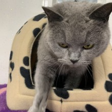 Cattery | Charnwood House Kennels Ltd