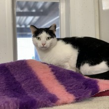 Cattery | Charnwood House Kennels Ltd