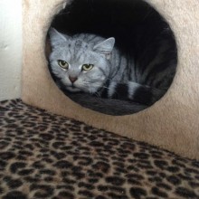 Cattery | Marton | Charnwood House Kennels Ltd