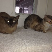 Cattery | Marton | Charnwood House Kennels Ltd