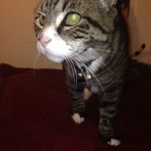 Cattery | Marton | Charnwood House Kennels Ltd