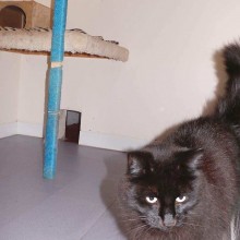Cattery | Marton | Charnwood House Kennels Ltd