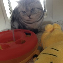 Cattery | Marton | Charnwood House Kennels Ltd