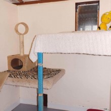 Cattery | Marton | Charnwood House Kennels Ltd