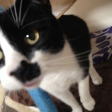 Cattery | Marton | Charnwood House Kennels Ltd