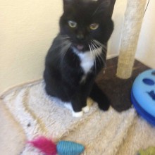 Cattery | Marton | Charnwood House Kennels Ltd