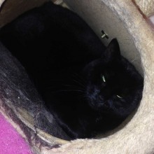 Cattery | Marton | Charnwood House Kennels Ltd