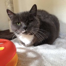 Cattery | Marton | Charnwood House Kennels Ltd