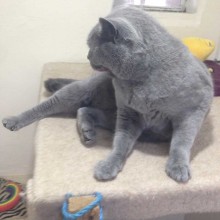 Cattery | Marton | Charnwood House Kennels Ltd