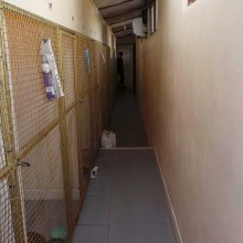 Cattery | Marton | Charnwood House Kennels Ltd