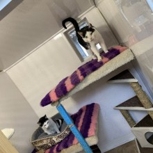 Cattery | Charnwood House Kennels Ltd