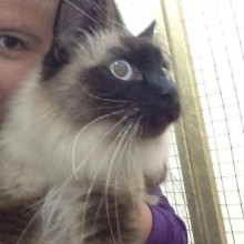 Cattery | Marton | Charnwood House Kennels Ltd