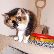 Cattery | Marton | Charnwood House Kennels Ltd