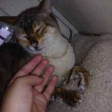 Cattery | Marton | Charnwood House Kennels Ltd