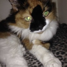 Cattery | Marton | Charnwood House Kennels Ltd