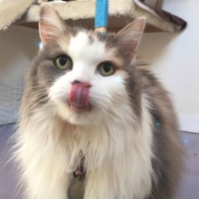 Cattery | Marton | Charnwood House Kennels Ltd