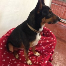 Kennel | Charnwood House Kennels Ltd