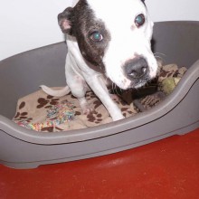 Kennel | Charnwood House Kennels Ltd