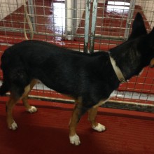 Kennel | Charnwood House Kennels Ltd