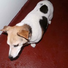 Kennel | Charnwood House Kennels Ltd