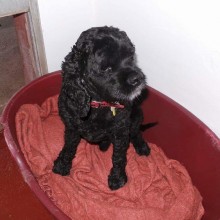 Kennel | Charnwood House Kennels Ltd