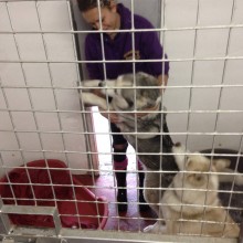 Kennel | Charnwood House Kennels Ltd