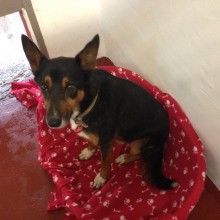 Kennel | Charnwood House Kennels Ltd