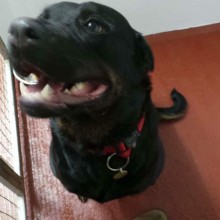 Kennel | Charnwood House Kennels Ltd