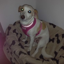 Kennel | Charnwood House Kennels Ltd