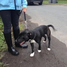 Kennel | Charnwood House Kennels Ltd