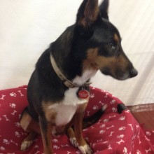 Kennel | Charnwood House Kennels Ltd