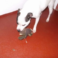 Kennel | Charnwood House Kennels Ltd