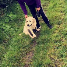 Kennel | Charnwood House Kennels Ltd