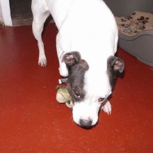 Kennel | Charnwood House Kennels Ltd