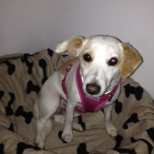 Kennel | Charnwood House Kennels Ltd