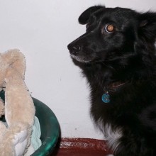 Kennel | Charnwood House Kennels Ltd