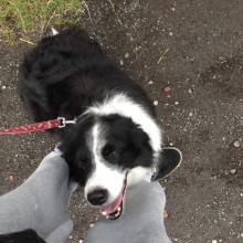 Kennel | Charnwood House Kennels Ltd