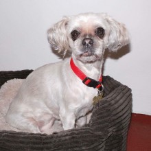 Kennel | Charnwood House Kennels Ltd