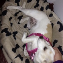 Kennel | Charnwood House Kennels Ltd