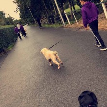 Kennel | Charnwood House Kennels Ltd