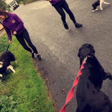 Kennel | Charnwood House Kennels Ltd